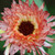 SEED FLOWER TOUCH RED BUFF CALENDULA