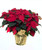 POINSETTIA