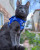 GROOVY CAT HARNESS & LEASH