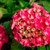 HYDRANGEA RED SENSATION 5G