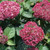 HYDRANGEA INVINCIBELLE GARNETTA 2GS