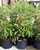 VIBURNUM BRANDYWINE 2G