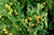 ARBORVITAE HOLMSTRUP 15G