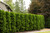 ARBORVITAE HOLMSTRUP 15G