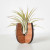 AIR PLANT STAND WOOD CURVED