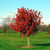 MAPLE RED OCTOBER GLORY 20G 1.5"