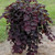 REDBUD WEEPING RUBY FALLS 7G