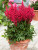 ASTILBE MIGHTY CHOCO CHERRY 1G