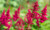 ASTILBE MIGHTY CHOCO CHERRY 1G