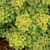 SPIREA BIRCHLEAF GLOW GIRL 2G