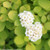 SPIREA BIRCHLEAF GLOW GIRL 2G