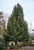 SPRUCE NORWAY 25G 6-7'