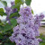 LILAC PRESIDENT GREVY 5G