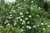 VIBURNUM SNOWBALL OH CANADA 5G