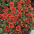 BLANKET FLOWER ARIZONA RED 1G