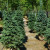 SPRUCE BLACK HILLS 20G 4-5'