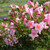 WEIGELA SONIC BLOOM PUR PINK 2GS