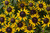 RUDBECKIA LITTLE GOLDSTAR 1G