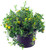 HYPERICUM SUNBURST 2G