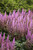 ASTILBE VISIONS PINK 1G