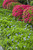 VINCA MINOR BOWLES BLUE UT