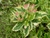 WEIGELA MOR COLOURFUL 2G