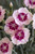 DIANTHUS HEAVEN ANGEL PEACE 1G