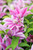 CLEMATIS BOULEVARD POSEIDON 2G