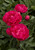 PEONY KANSAS DBL RED 2G (M63742)