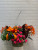 HANGING BASKETS & PATIO PLANTERS