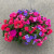 HANGING BASKETS & PATIO PLANTERS