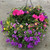 HANGING BASKETS & PATIO PLANTERS