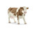 SIMMENTAL COW