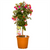 7.5" FUCHSIA STANDARD