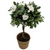 8" GARDENIA STANDARD IN BASKET