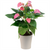 5" ANTHURIUM IN CERAMIC