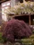 MAPLE NORWAY CRIMSON KING 5G