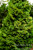 ARBORVITAE HOLMSTRUP 10G