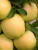 APPLE COLUMNAR GOLDEN TREAT 7G