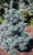 PINE PACIFIC BLUE 15G