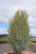 JUNIPER PENCIL POINT 5G