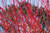 DOGWOOD CARDINAL 2G