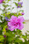 ALTHEA FRENCH CABARET PURPLE HIBISCUS 2G