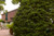 YEW DENSE SPREADING 2G