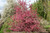 CRABAPPLE ROYAL RAINDRP 25G 1.75