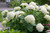 HYDRANGEA INCREDIBALL WHITE 5G