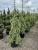 SPRUCE WHITE WEEPING 15G