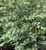 BIRCH DURA HEAT 15G 5-6'