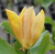 MAGNOLIA JUDY ZUK 7G