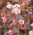 NINEBARK SWEET CHERRY TEA 5G